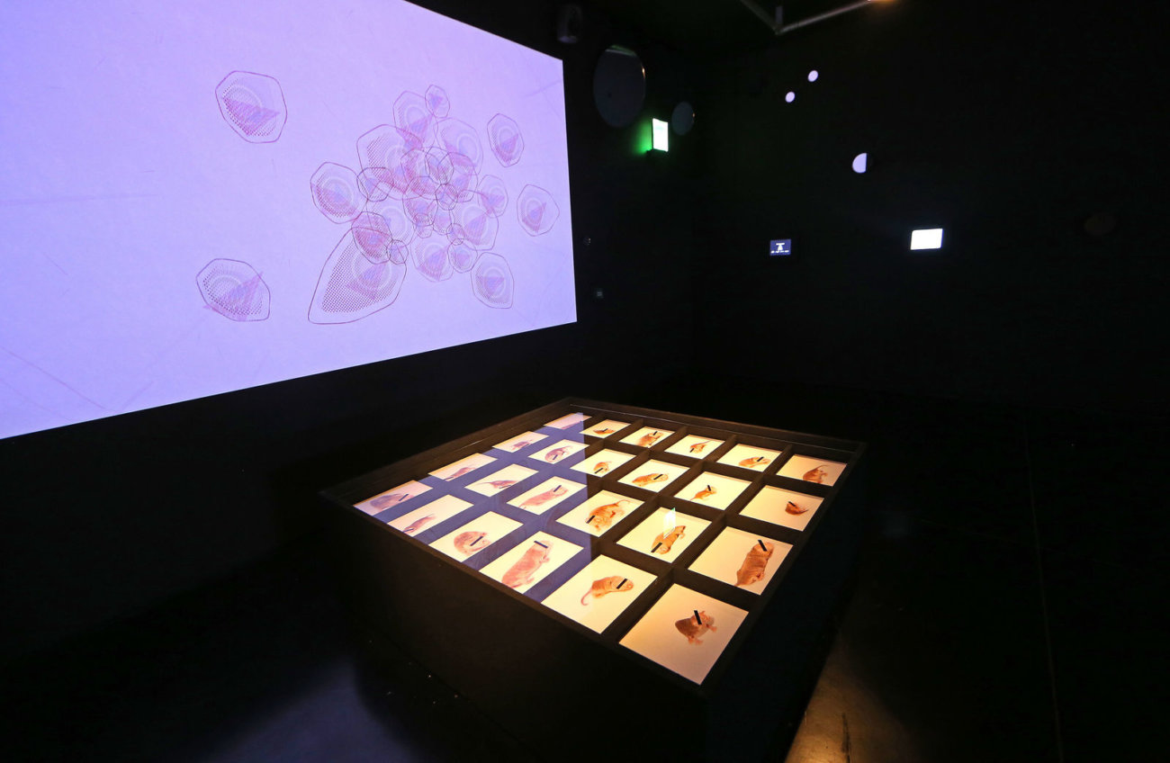 image of photos of naked mole-rats in case with a mainly pink abstract animation projected on the wall