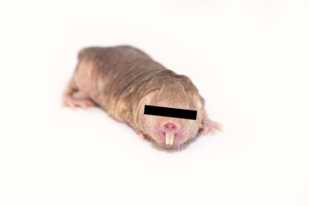Photo of a naked mole-rat with a black redaction line over its eyes